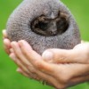 Betty the bald hedgehog
