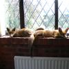 Relaxing in the sun, they have the whole garden but.....